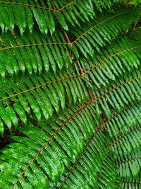 Full frame shot of green leaves