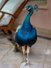 Close-up of peacock perching on tiled floor