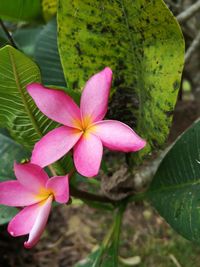 Close-up of pink flowering plant