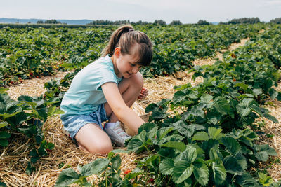 A girl collects strawberries from a bush on a field