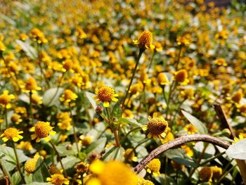 Close-up of yellow flowering plants on field