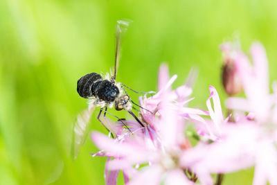 Close-up of insect on pink flower