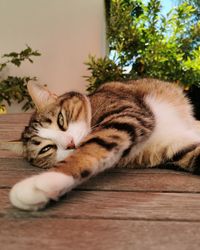 Cat lying down on table