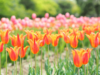 Close-up of tulips in field