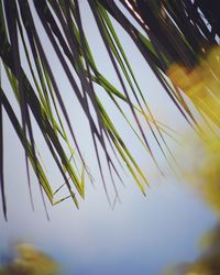 Low angle view of plants against sky