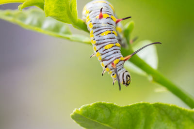 Close-up of insect on leaf