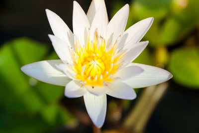 Close-up of white flower