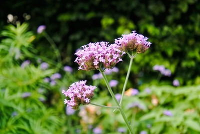 Close-up of purple flowering plant on field