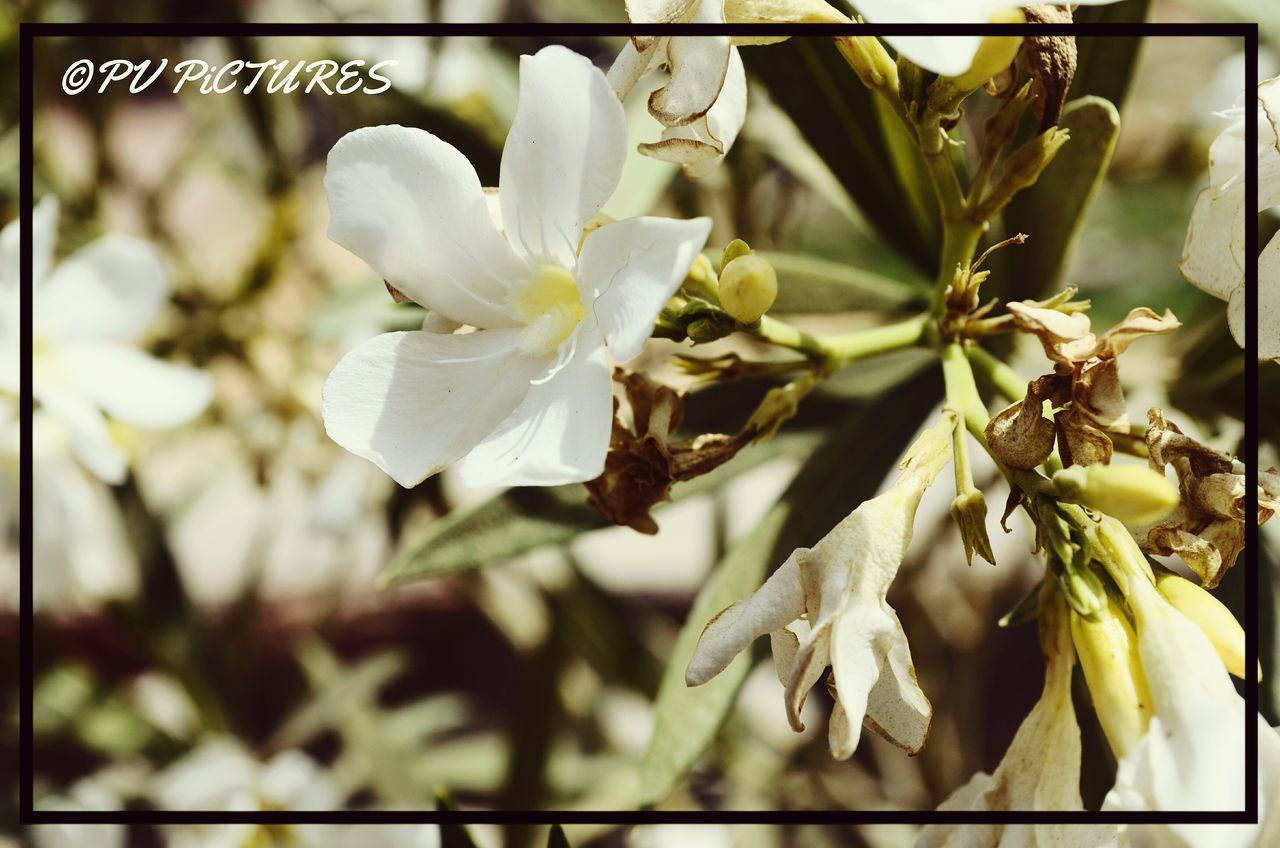 CLOSE-UP OF WHITE FLOWERS BLOOMING OUTDOORS