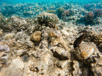 View of turtle in sea