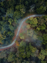 High angle view of road amidst trees in forest