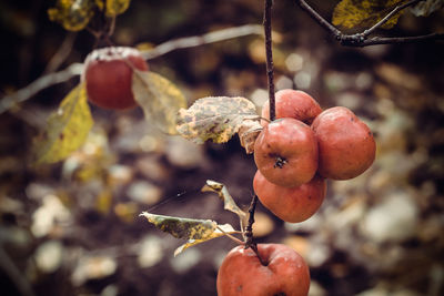 Close-up of berries growing on tree