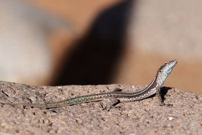 High angle view of lizard on rock