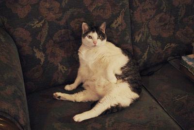 Portrait of cat sitting on floor