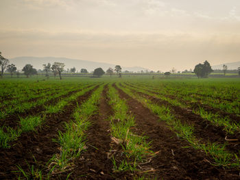 Scenic view of agricultural field against sky