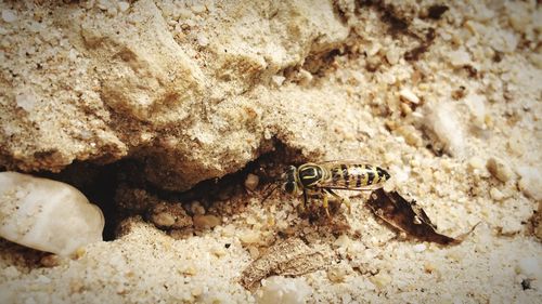 Close-up of insect