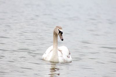 Swan swimming in lake