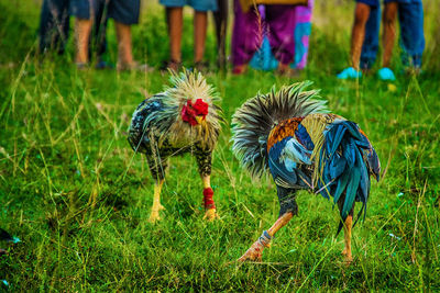 Colorful roosters fight on grassy field