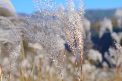 Close-up of frozen plant on field