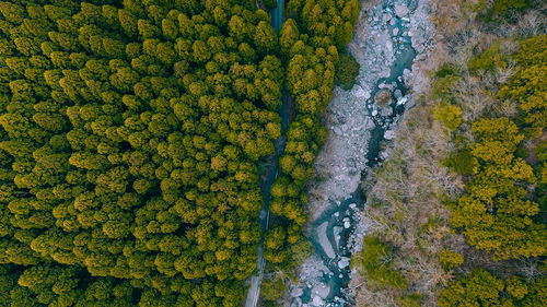 High angle view of waterfall on plants