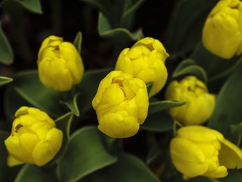 Close-up of yellow flowers