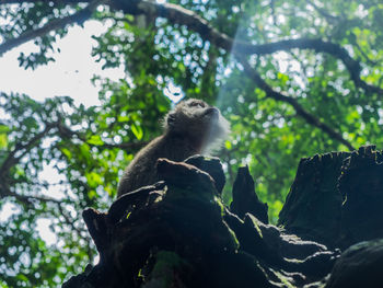 Low angle view of a monkey sitting on tree