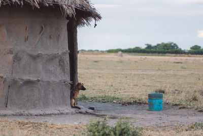 Dog in front of a house on field