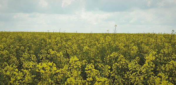 Scenic view of oilseed rape field against sky