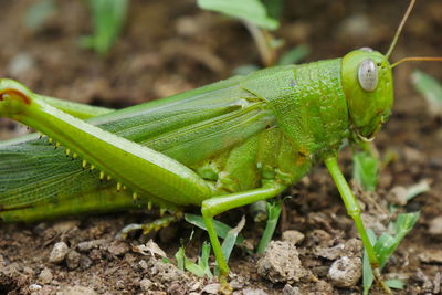 Close-up of insect on leaf