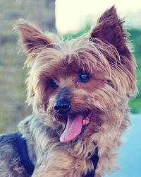 Close-up portrait of dog sticking out tongue