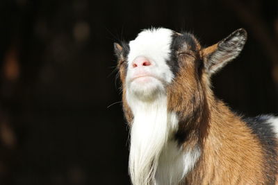 Close-up of goat