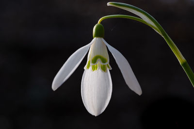 Close-up of white flowering plant