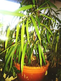 Close-up of potted plant