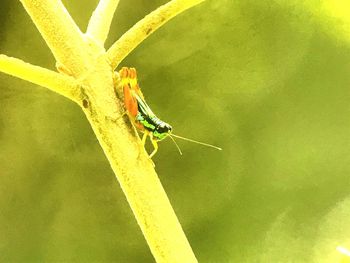 Close-up of insect on leaf