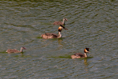 High angle view of birds swimming in lake