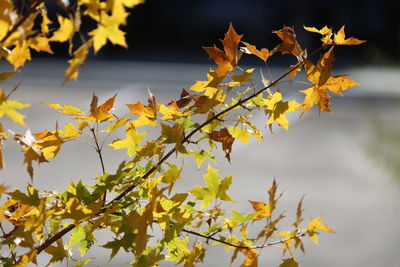 Low angle view of maple leaves on tree