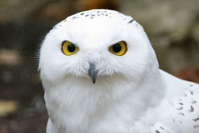 Close-up portrait of white owl