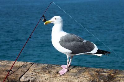 Close-up of seagull perching on pier against river