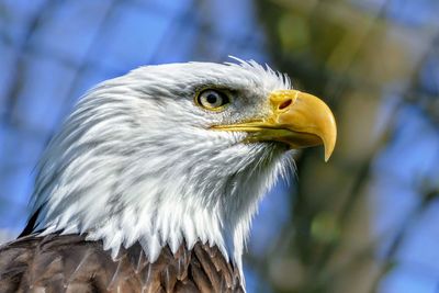 Close-up of eagle against blurred background