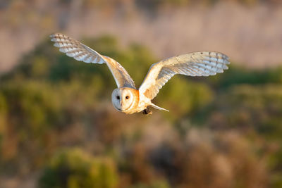 Close-up of barn owl flying