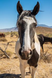 Close up of appaloosa wild horses in nevada desert