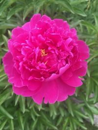 Close-up of flower blooming outdoors