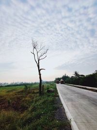 Bare tree by road on field against sky