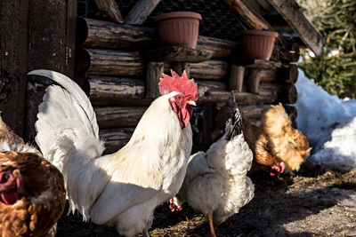 Flock of birds in farm