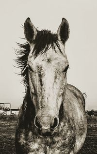 Close-up portrait of horse by sea against clear sky