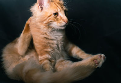 Close-up of a cat looking away