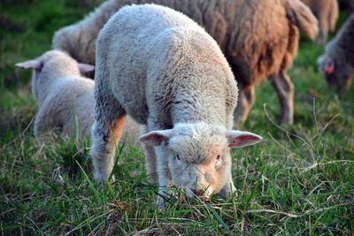 Sheep grazing in a field