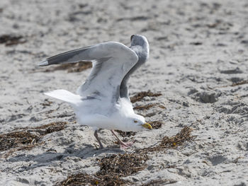 White herring gull flies over sandy beach of the baltic sea with waves