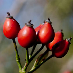 Close-up of tomatoes growing on tree