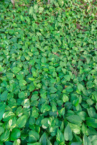 Full frame shot of leaves floating on field